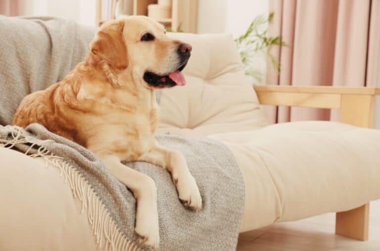 Beige lab dog sitting on beige couch on grey blanket. Click on picture link to purchase dog sofa cover online.