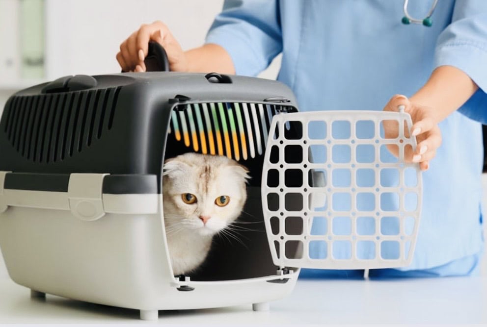 white cat sitting in beige pet carrier place next to a vet lady. Click on picture link to purchase carrier online.