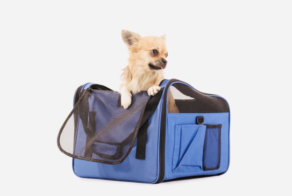 Small light brown dog sitting in blue pet carrier. Click on picture link to purchase carrier online.
