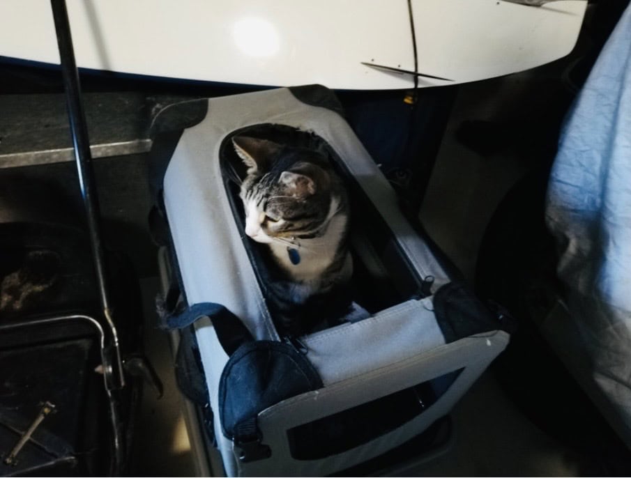 Tabby cat sitting in grey mesh carrier bag. Click on picture link to purchase online.