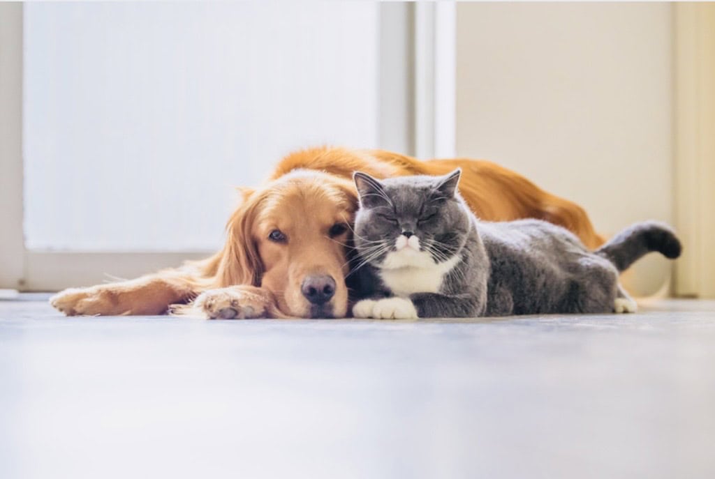 cat and dog sitting on the floor in their house.
