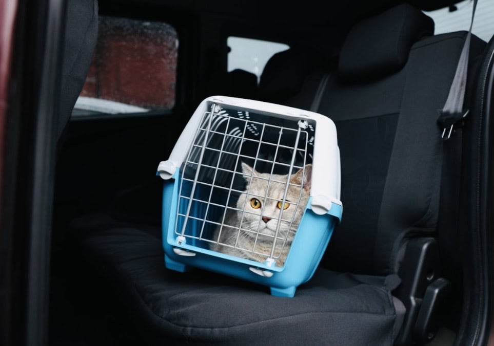 White cat in blue and white pet carrier in the car. Click on picture to purchase carrier online.
