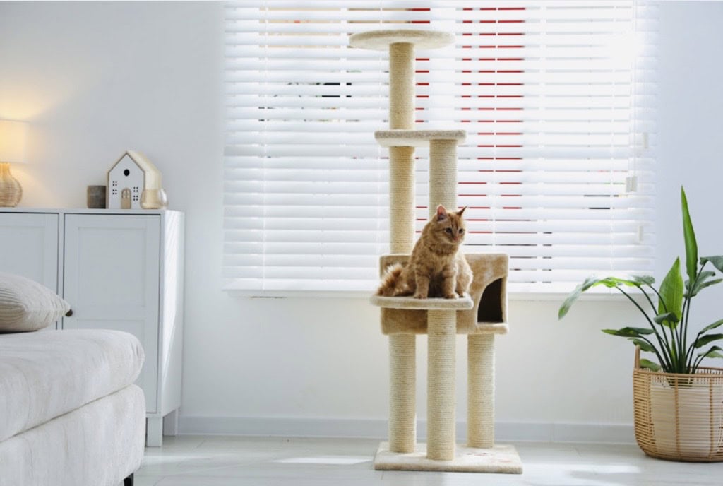 Ginger cat sitting on rectangle cat scratch in lounge room. Click on picture link to purchase online.