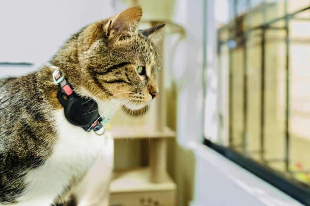 Tabby cat wearing apple tracker. Click on picture link to purchase online.