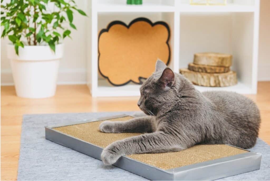 Grey cat sitting on rectangle cat scratch in lounge room. Click on picture link to purchase online.
