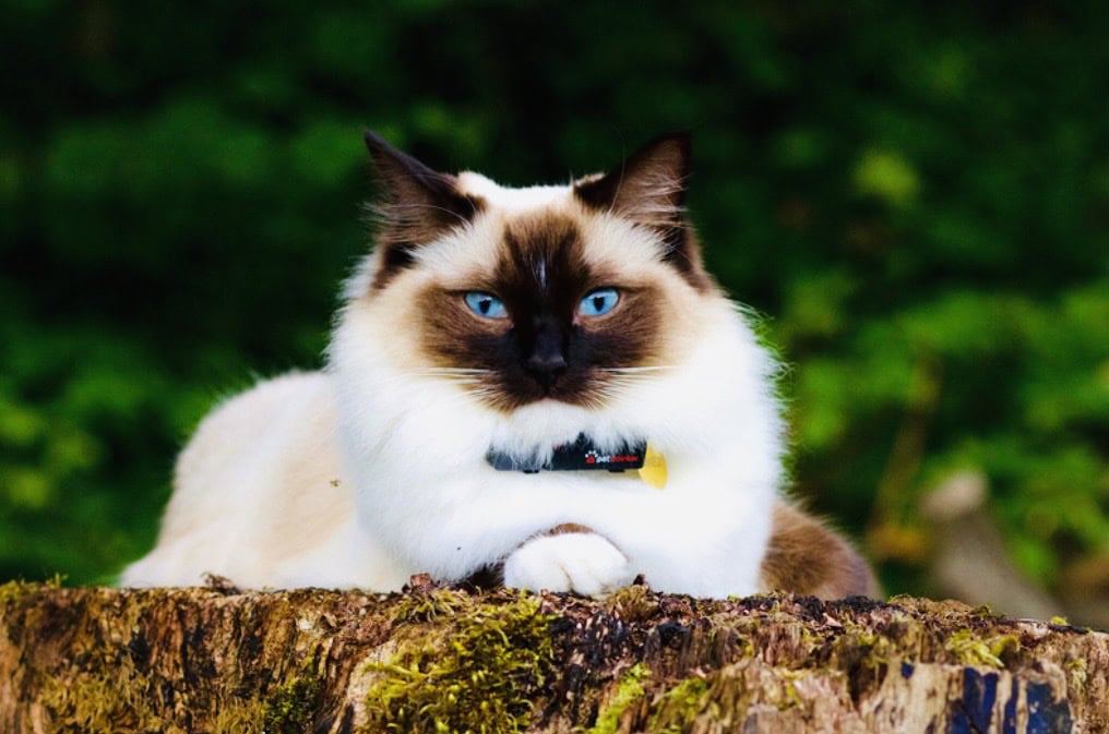 Rag Doll cat wearing apple tracker. Click on picture link to purchase online.