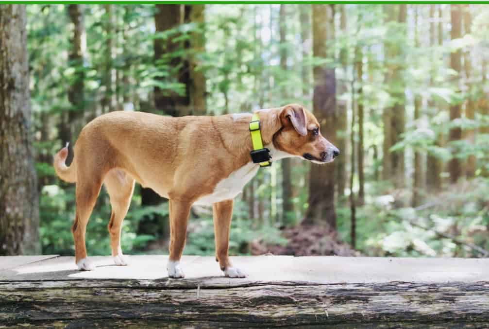 Brown dog outside wearing a bright green gps tracker. Click on picture link to purchase online.