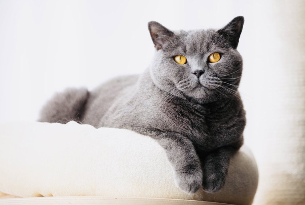 Grey cat sitting on rectangle cat scratch in lounge room. Click on picture link to purchase online.