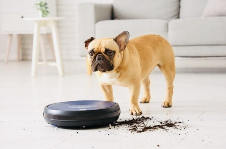 french bulldog near black robot vacuum with dirt on tiles.