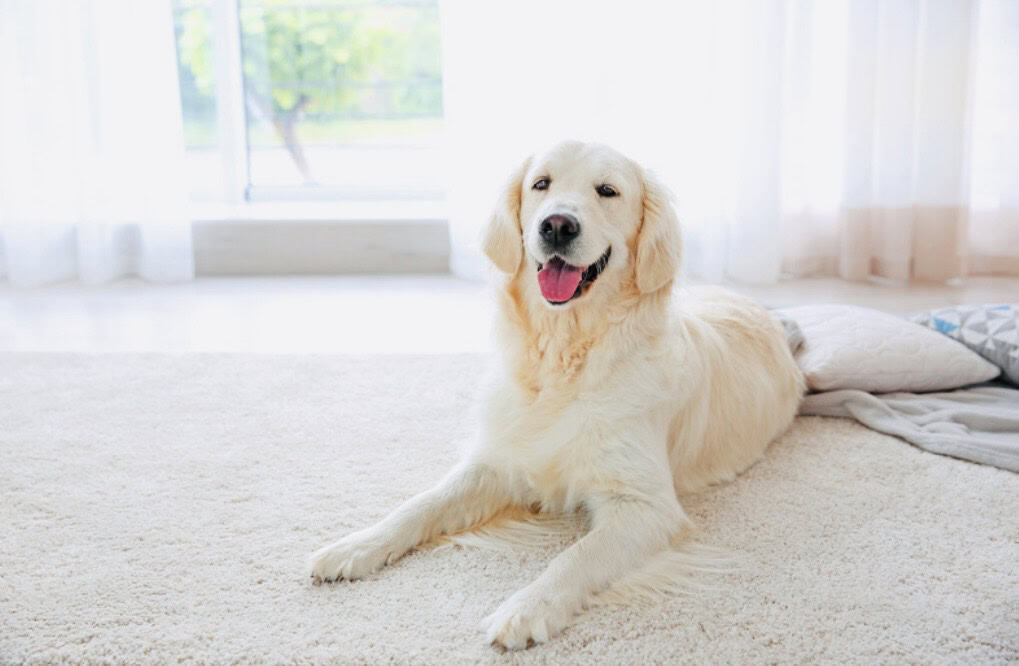 white golden retriever on beige carpet in house