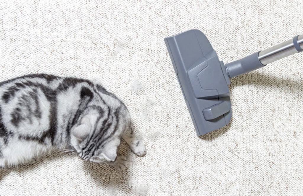 tabby cat sitting on beige carpet near a grey vacuum cleaner.