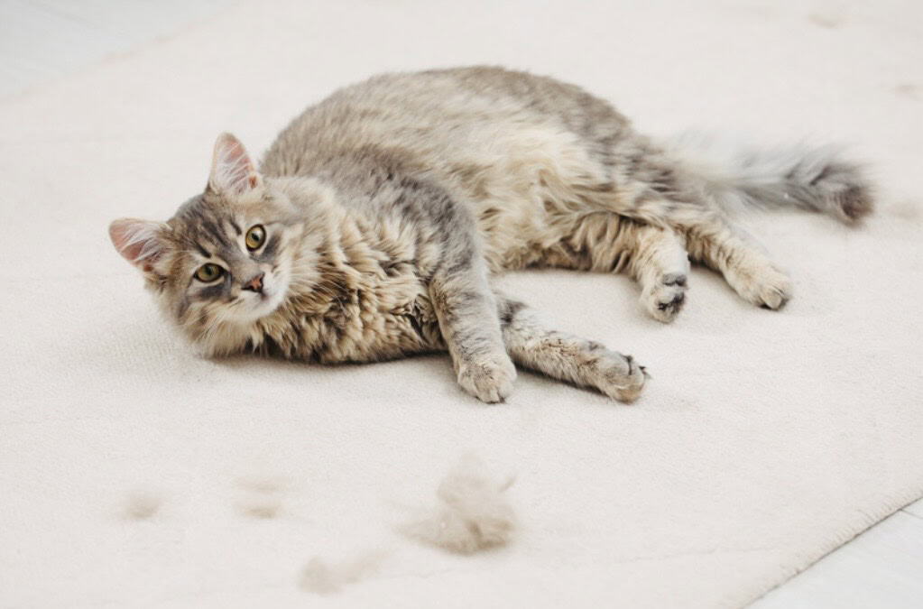 long haired tabby cat lying down on beige carpet.