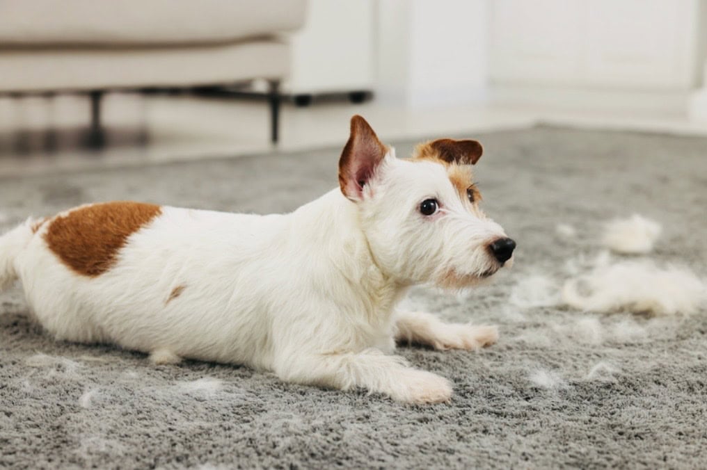white and orange small dog sitting on grey carpet shedding fur