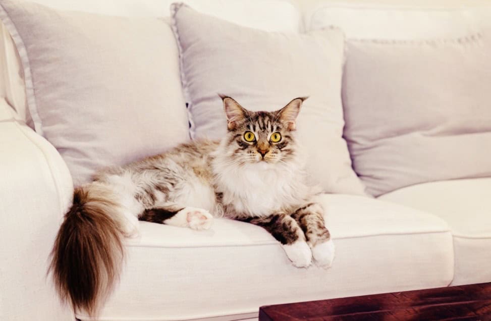 taby cat sitting on beige couch. click on link to see my guide for cat hair removers on furniture.