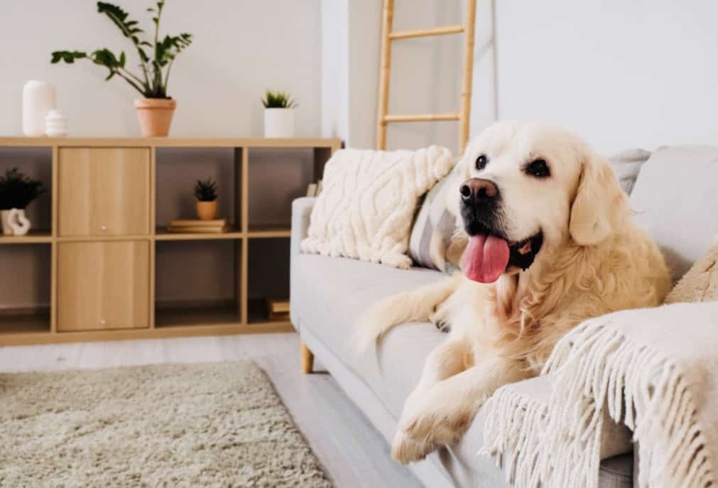 golden retriever on couch. click on link to purchase cleaning products.