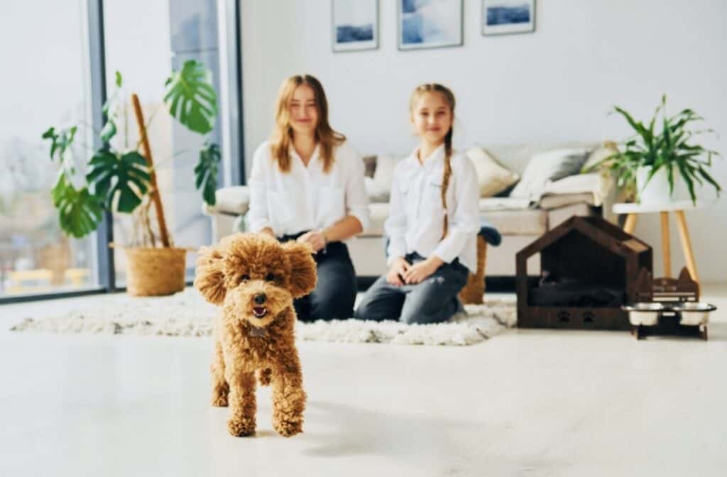 small brown dog in lounge room with mum and daughter. click on link to purchase cleaning products.