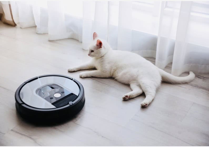 white cat near black robot vacuum on wooden floor near white curtain.