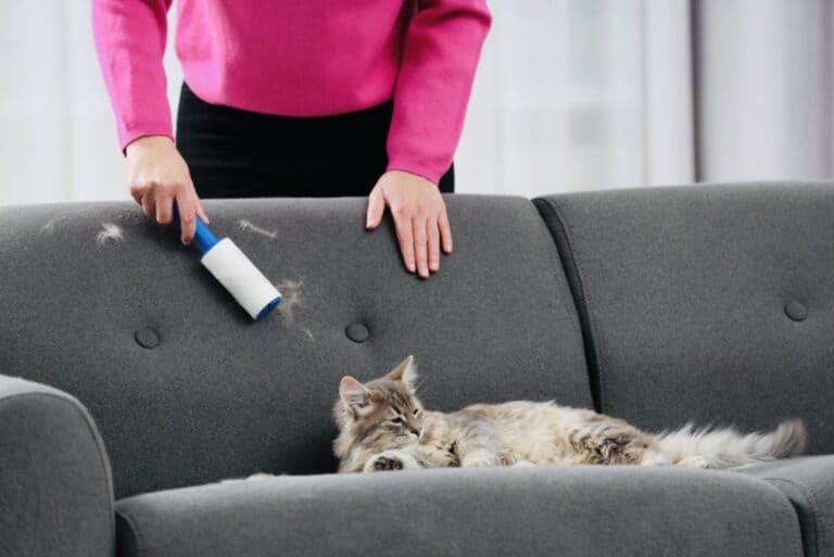 taby cat sitting on beige couch. click on link to see my guide for cat hair removers on furniture.