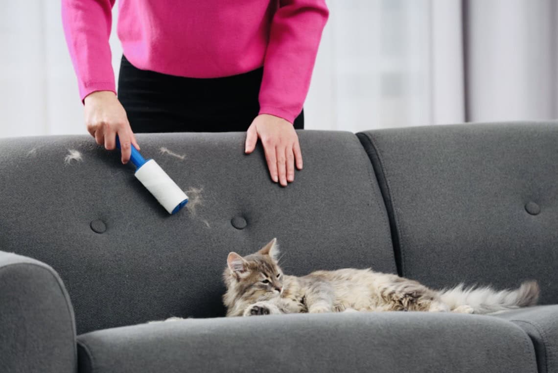taby cat sitting on beige couch. click on link to see my guide for cat hair removers on furniture.