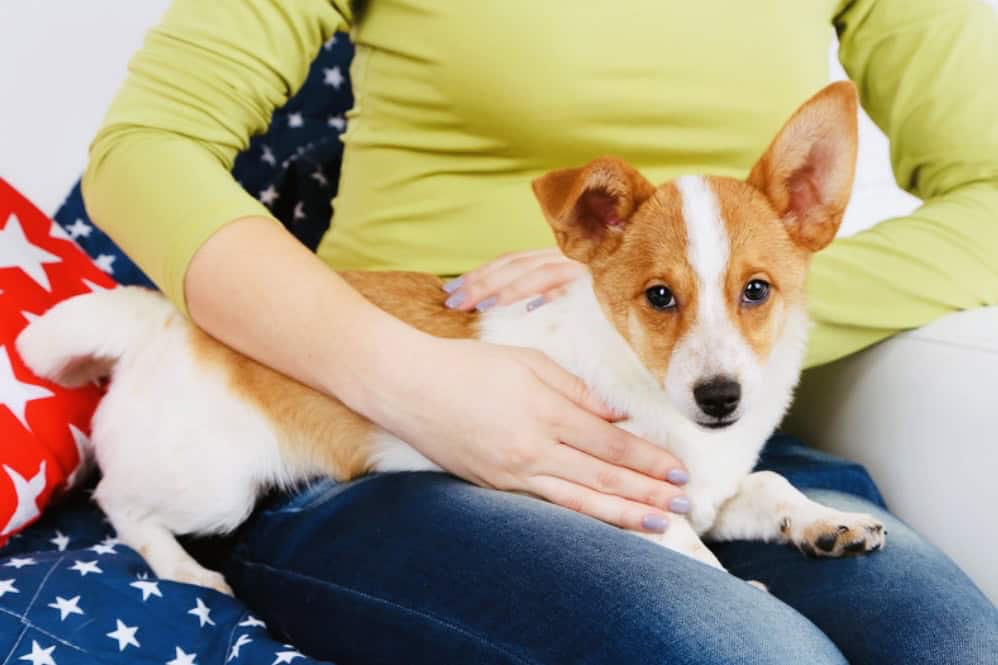 small white and orange dog sitting in womans lap with jeans and a green top on.