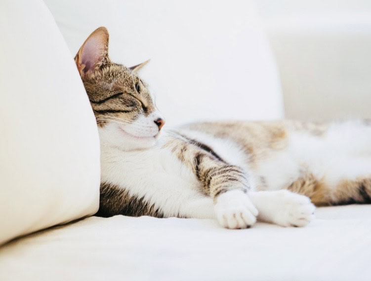 taby cat sitting on beige couch. click on link to see my guide for cat hair removers on furniture.