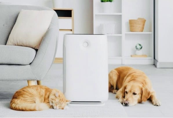 ginger cat and golden retriever dog in lounge room near white air purifier